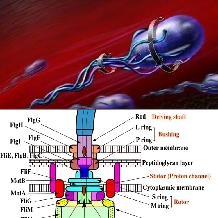 Biblical Creation Image 2